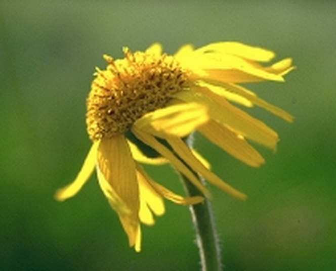 Guldblomme på Borris Hede
